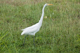 Image of Great Egret