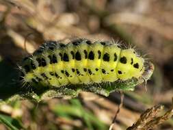 Image of six-spot burnet