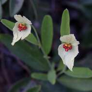 Image of Dalechampia linearis Baill.