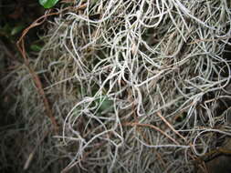 Image of Spanish moss