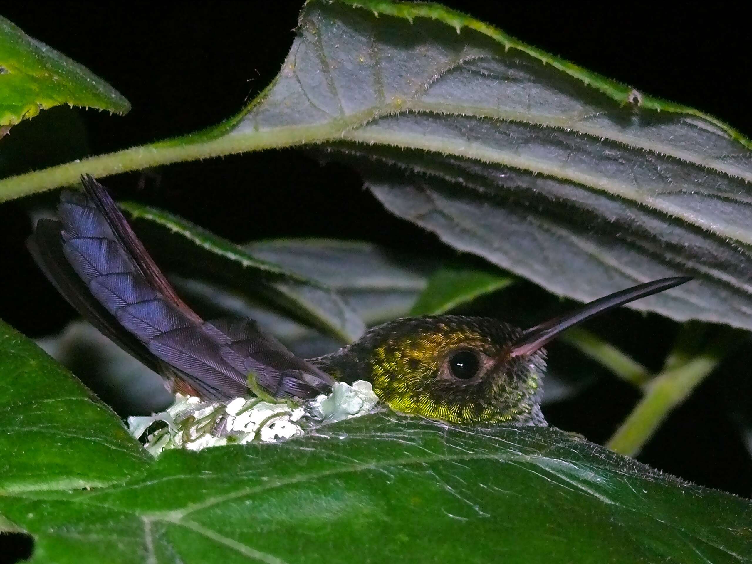 Image of Rufous-tailed Hummingbird