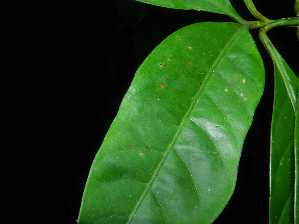 Image of Psychotria remota Benth.