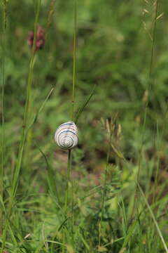 Image of Gastropoda