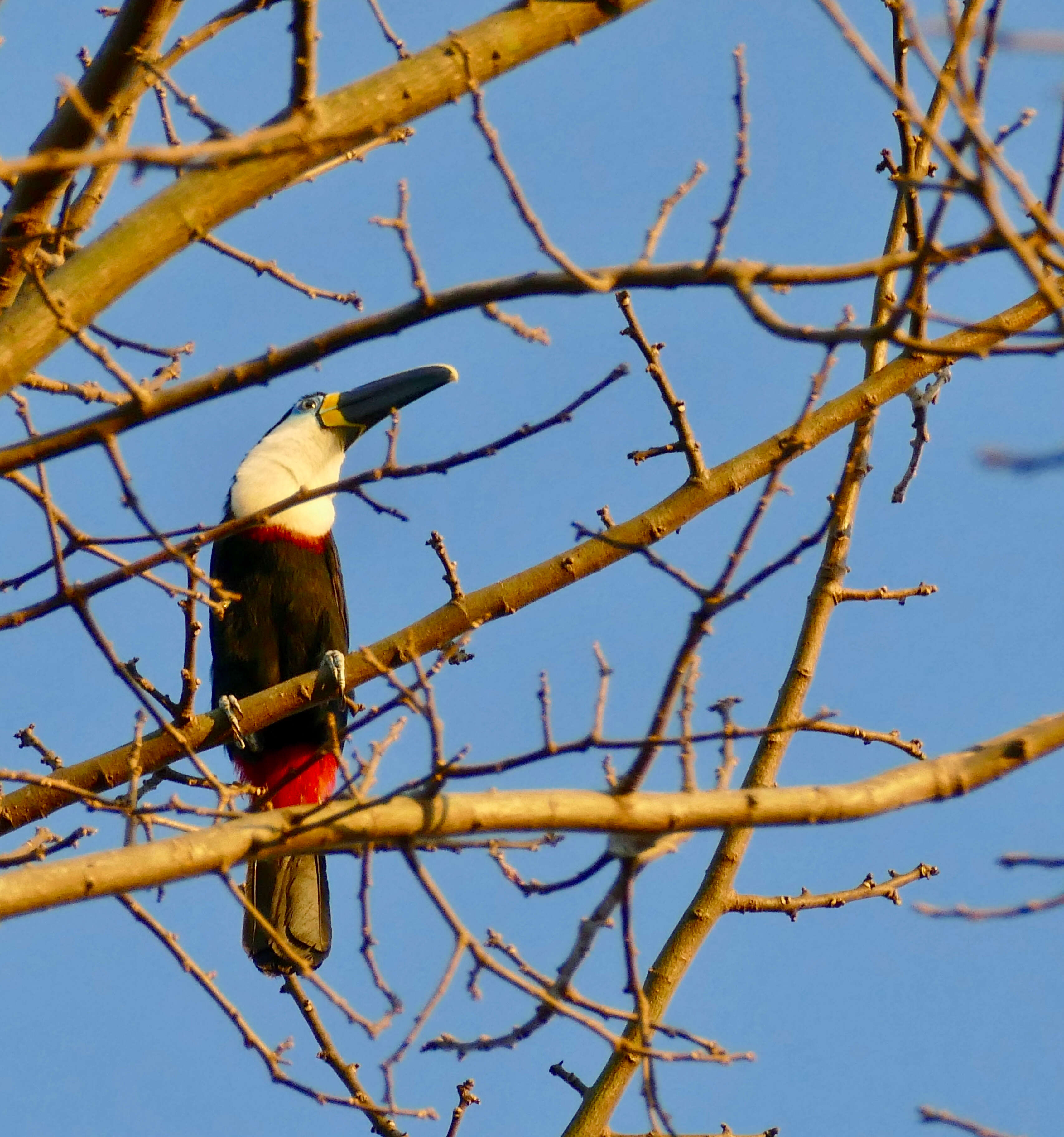 Image de Ramphastos Linnaeus 1758