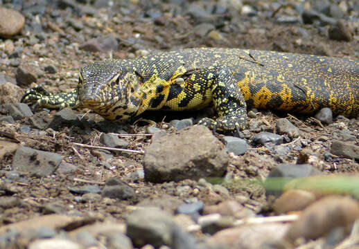 Image of Lace Monitor