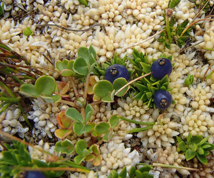 Image of Coprosma moorei F. Muell. ex Rodway