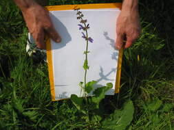 Imagem de Salvia pratensis L.