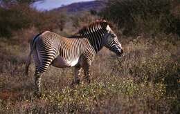 Image of zebra