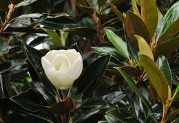 Image of southern magnolia