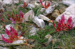 Image of Astragalus monspessulanus subsp. illyricus (Bernh.) Chater