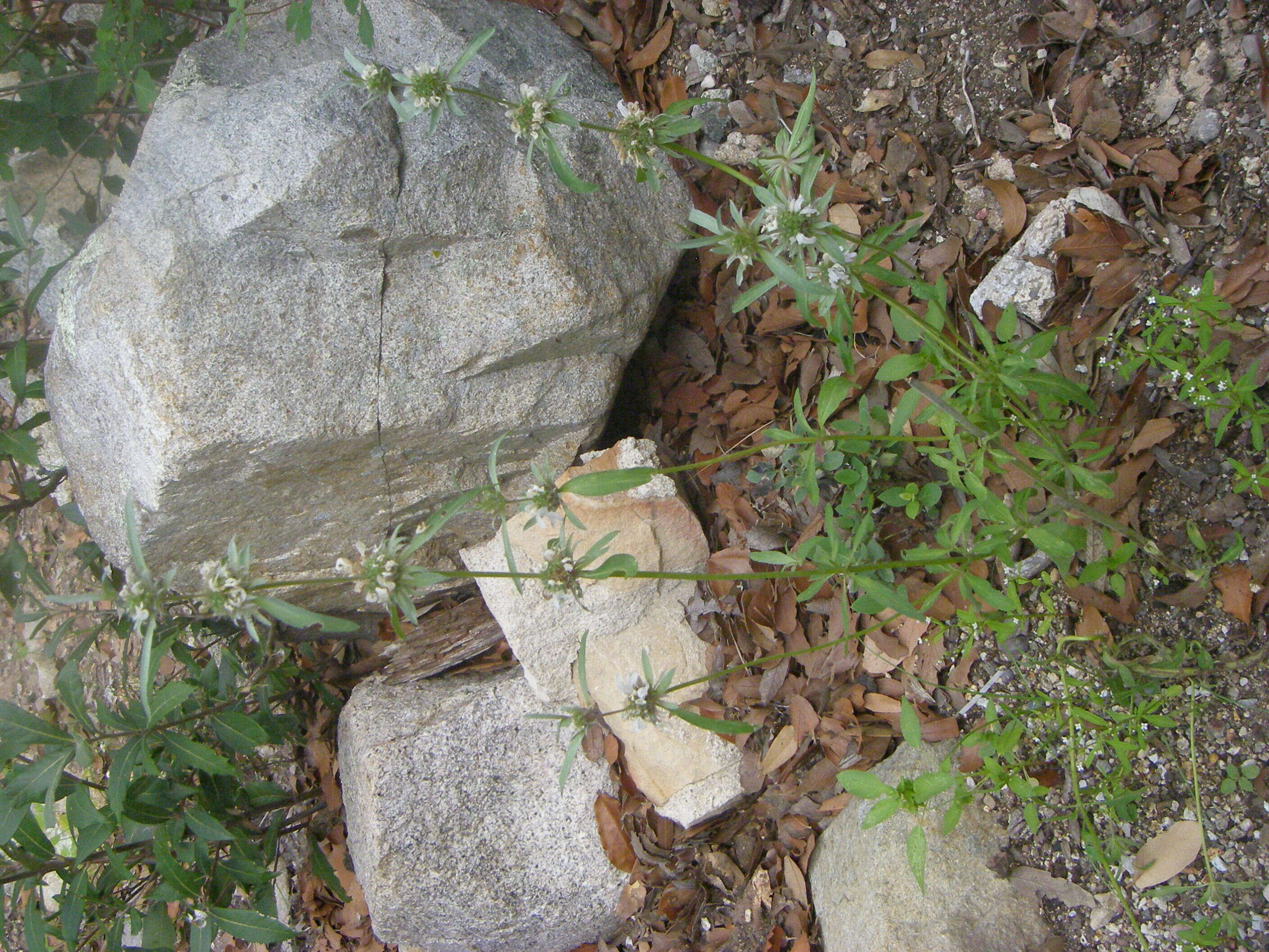 Image of Bee Balm