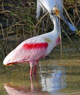 Image of Roseate Spoonbill