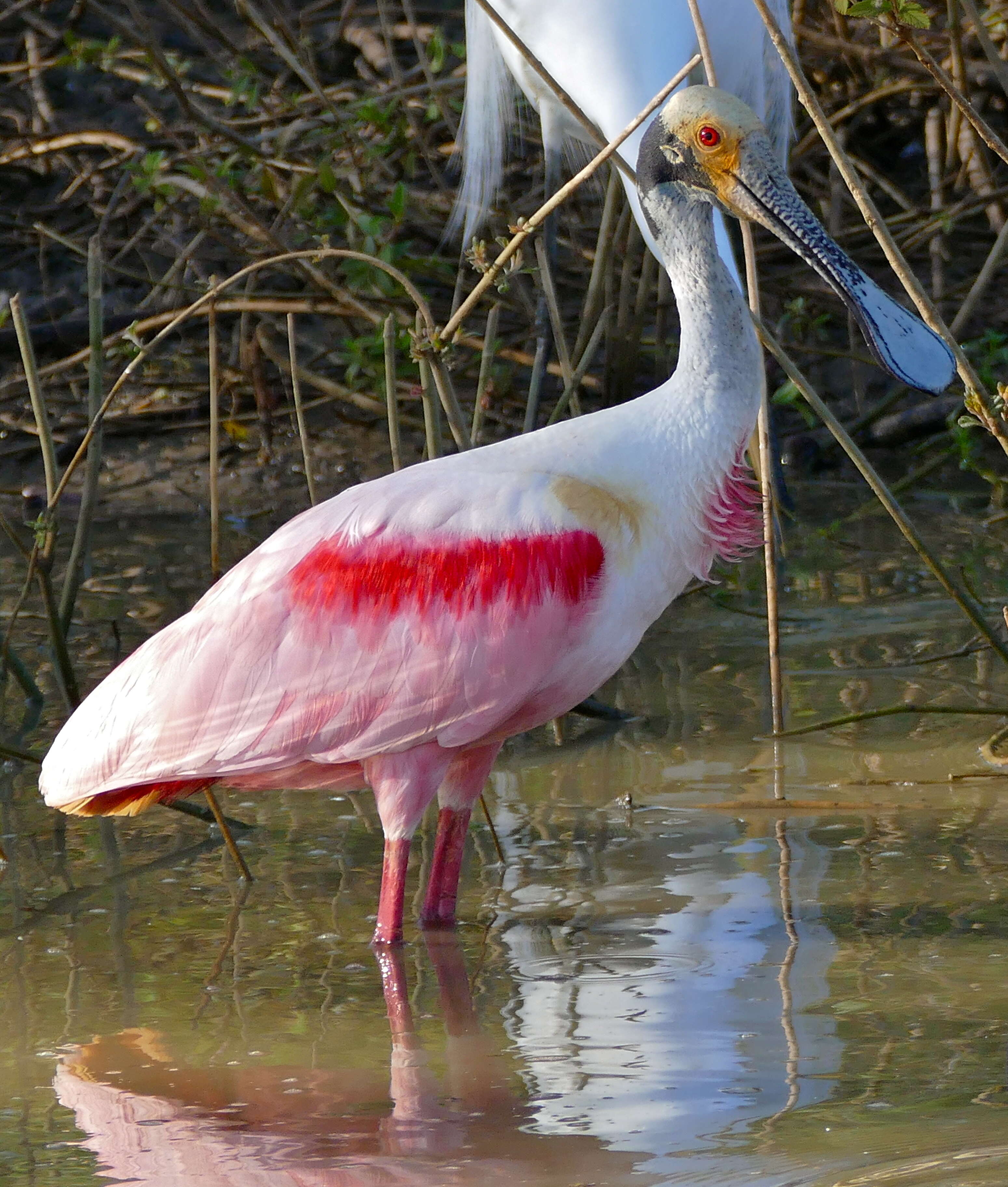 Image of Roseate Spoonbill