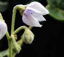 Image de Solanum nelsonii Dun.