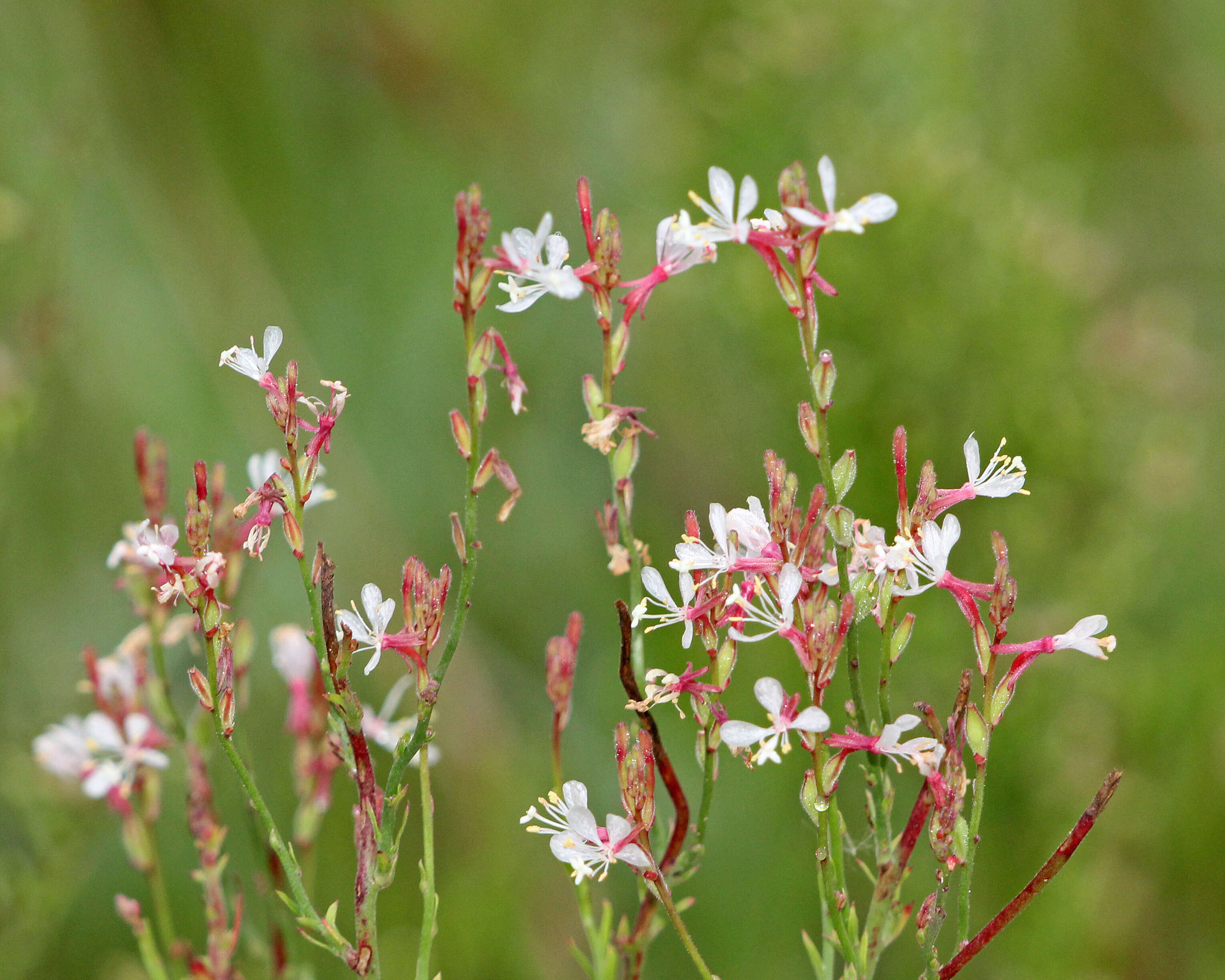 Imagem de Oenothera simulans (Small) W. L. Wagner & Hoch