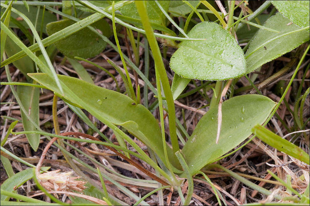 Image of Herminium