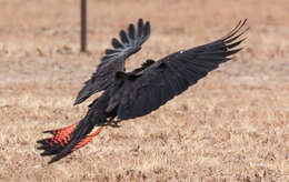 Image of Calyptorhynchus Desmarest 1826