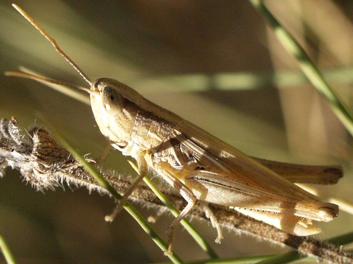 Image of Euchorthippus elegantulus Zeuner 1940