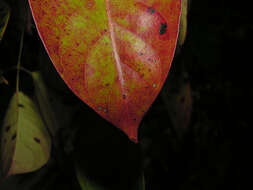 Image de Bursera standleyana L. O. Williams & Cuatrec.