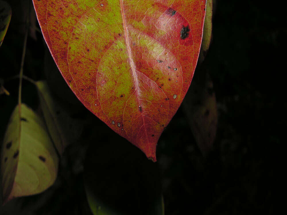 Image de Bursera standleyana L. O. Williams & Cuatrec.