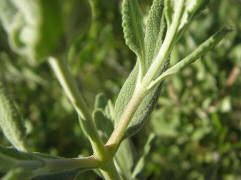 Image of fragrant sage