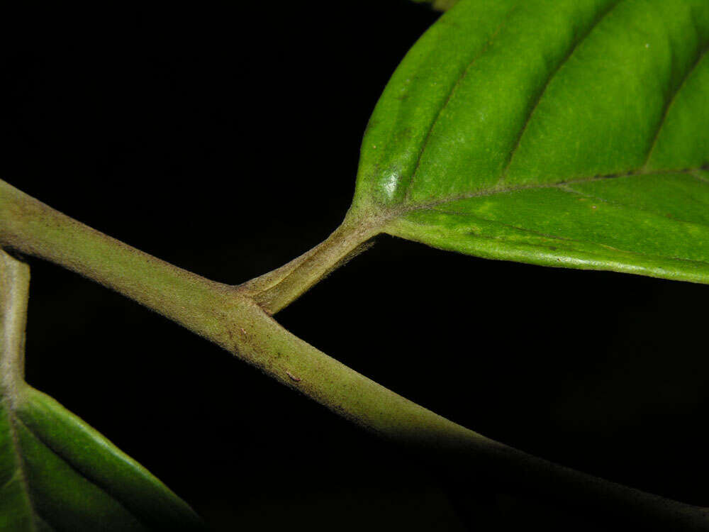 Stemonuraceae resmi