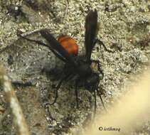 Image of spider wasps