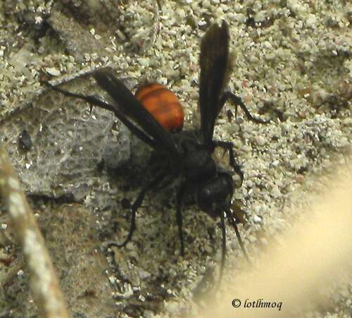 Image of spider wasps