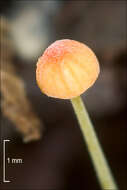 Image of Bonnet Mushroom