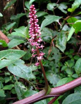 Image of pokeweed