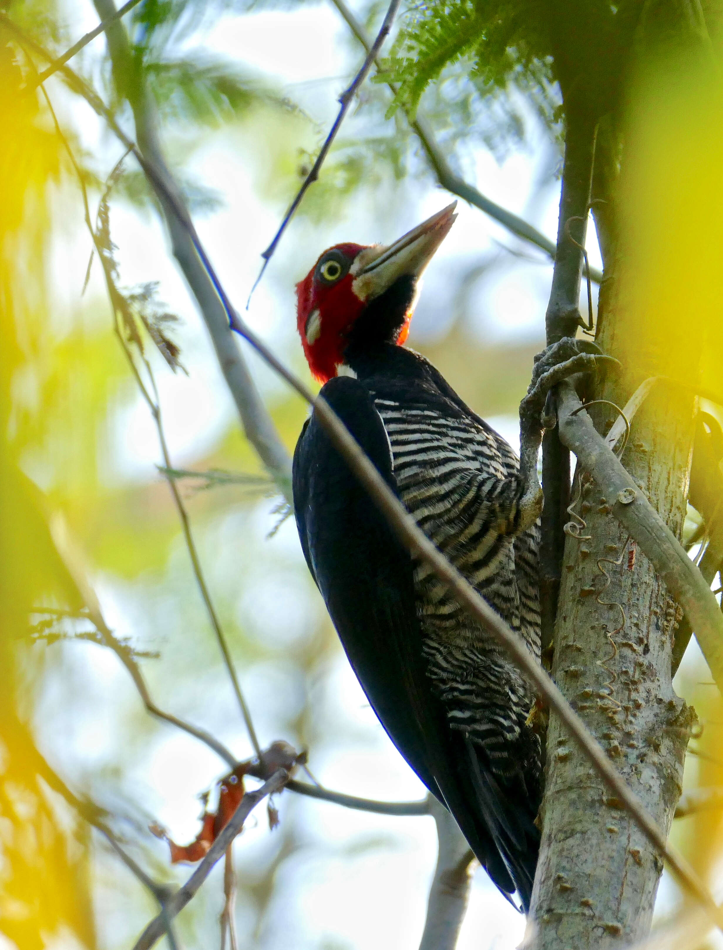 Image of Crimson-crested Woodpecker