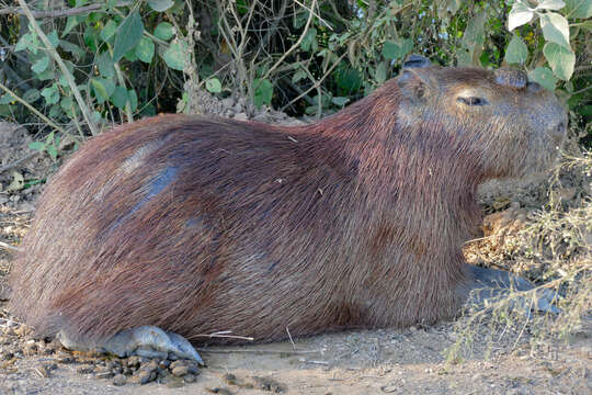 Image of Capybaras