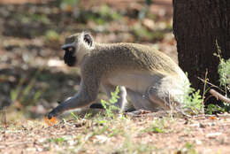 Image of vervet monkey