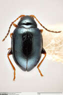 Image of <i>Syphraea bordoni</i>