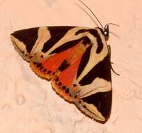 Image of Attatha regalis Moore 1872