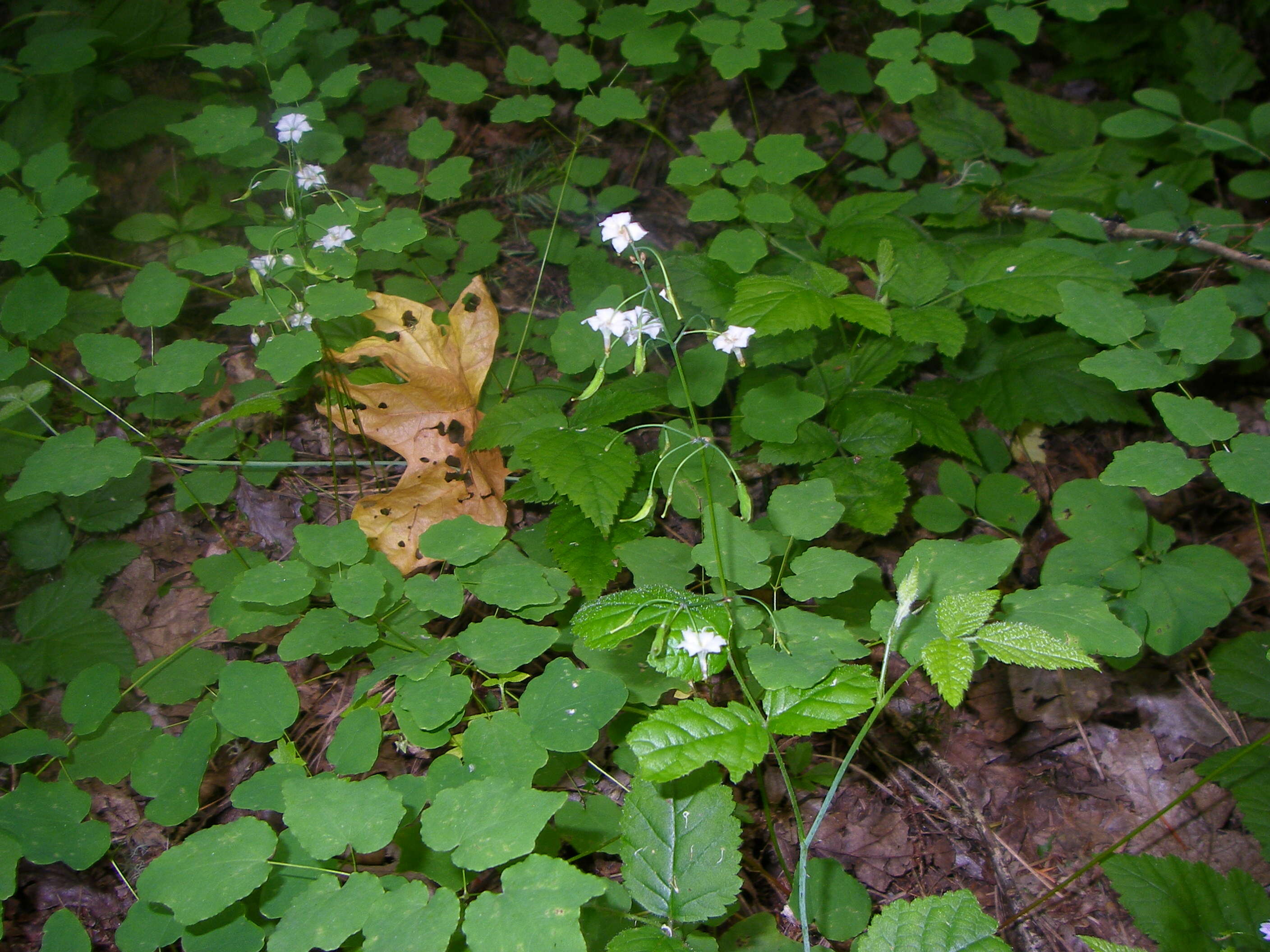 Image of insideout flower