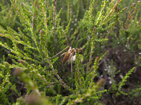 Image of nursery web spiders