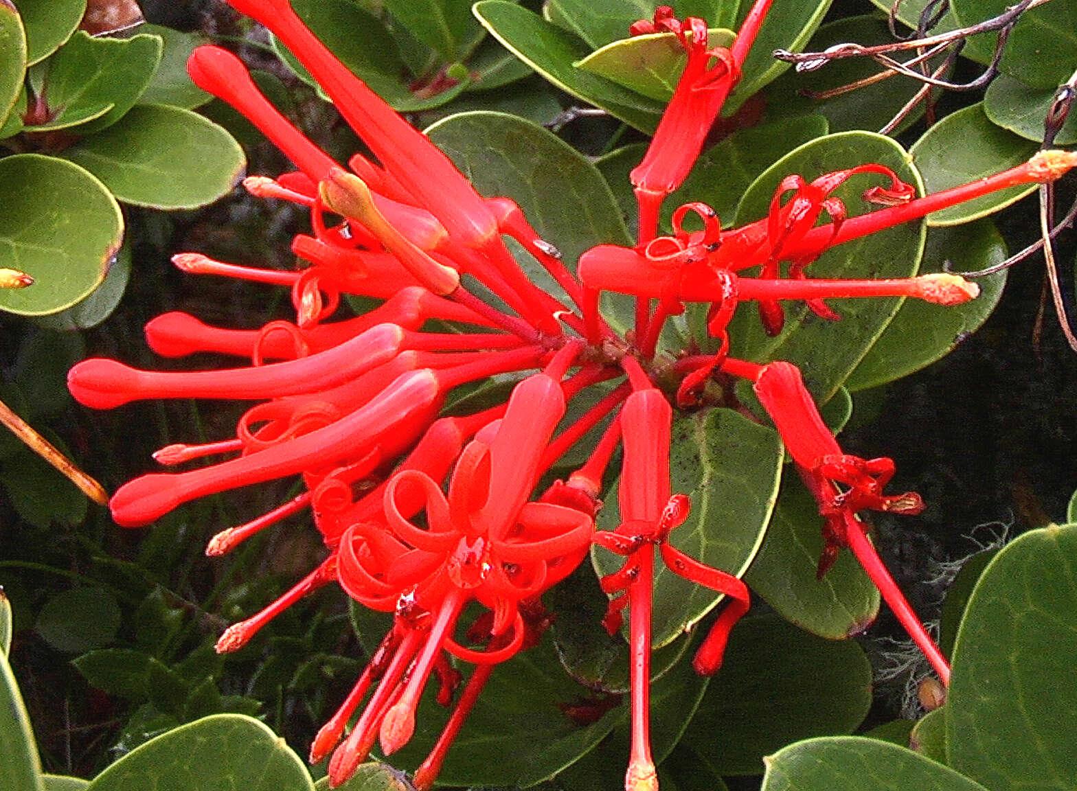 Image of Chilean firebush