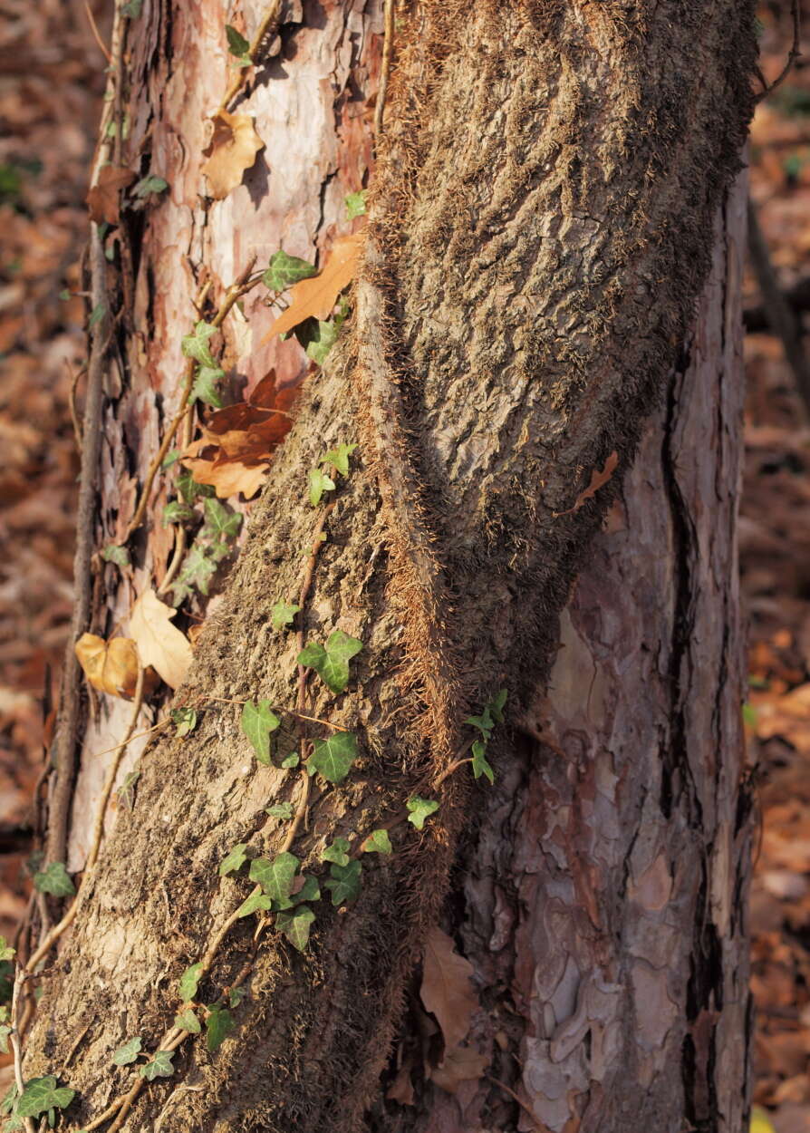 Image of English ivy