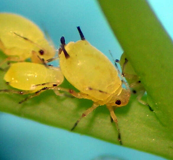 Image of Aphid