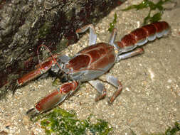 Image of mud lobsters