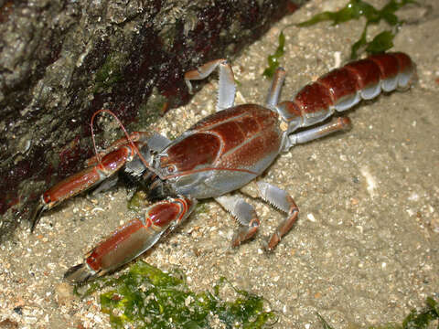 Image of Thalassinidae Latreille 1831