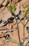 Plancia ëd Senecio lividus L.