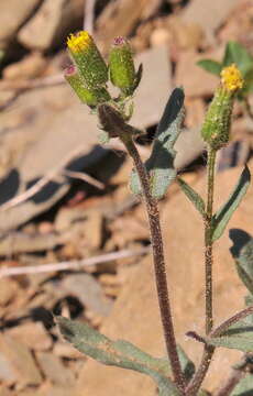 Plancia ëd Senecio lividus L.