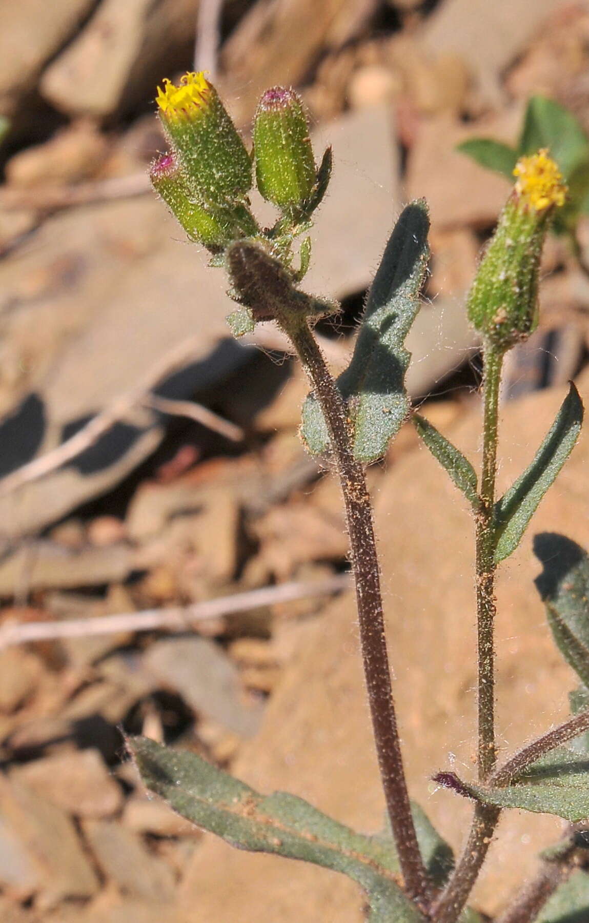 Image of Senecio lividus L.