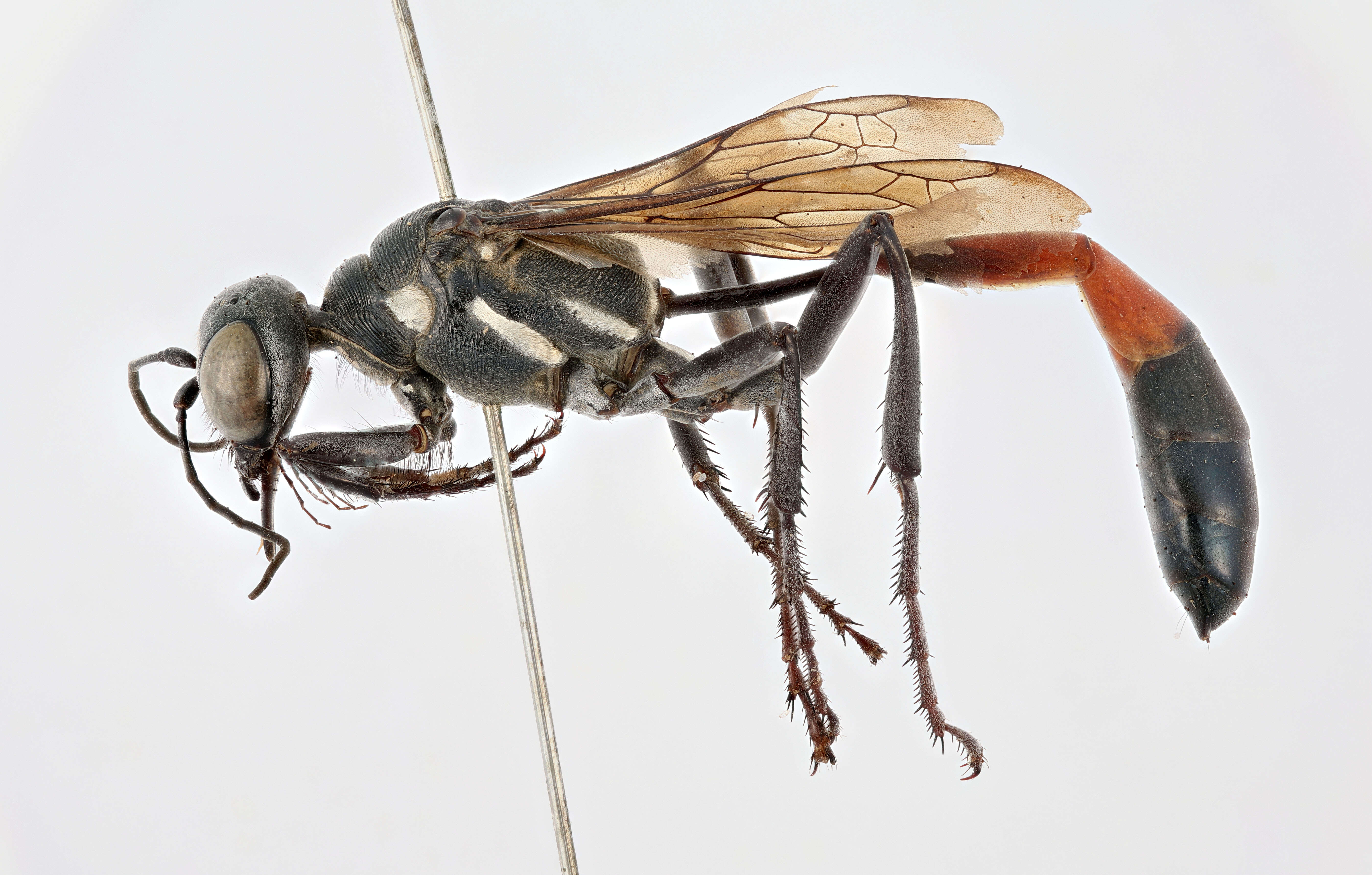 Image of Ammophila procera Dahlbom 1843