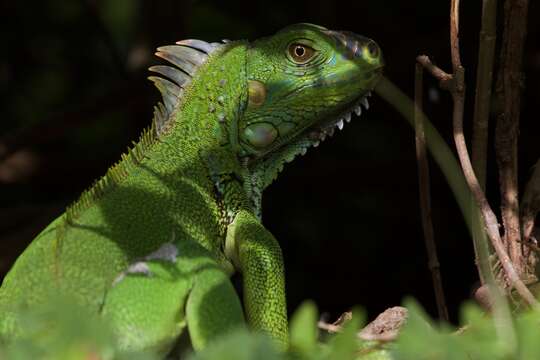 Image of Green Iguana