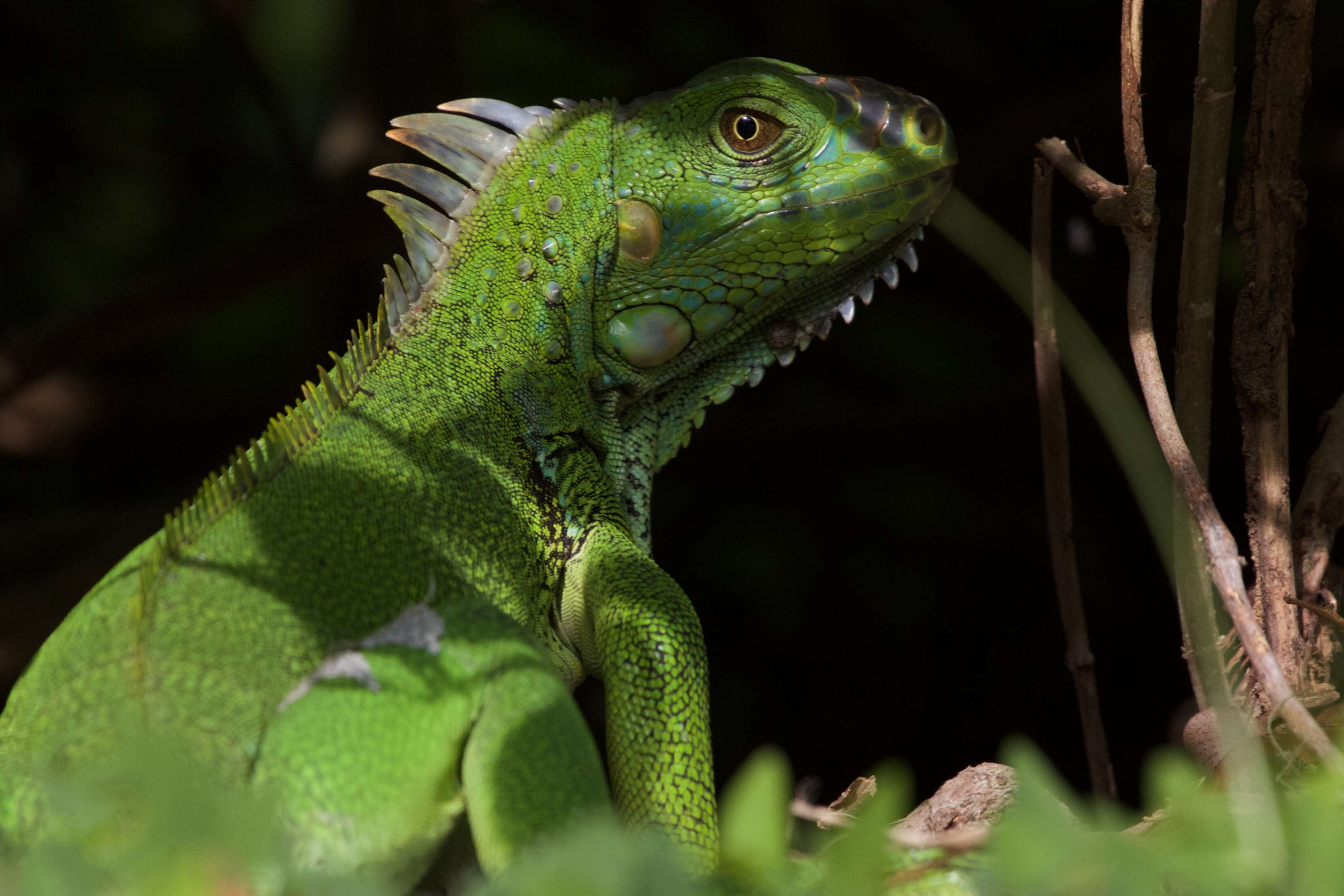 Image of Green iguana