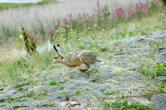 Image of hare