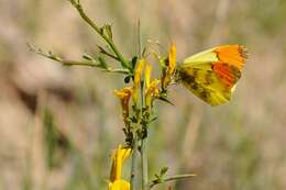 Image of white, yellow, and sulphur butterflies